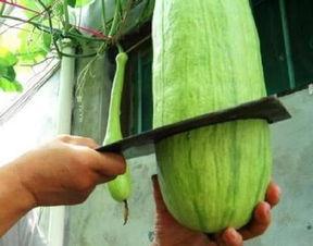 继续吃瓜的后果,后果不堪设想！揭秘过度追剧的五大危害