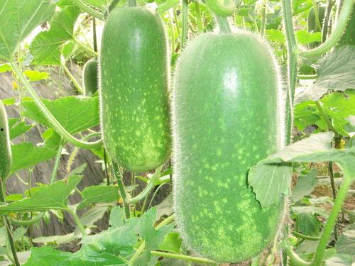 月婆子吃茭瓜,一段美食与传说的交织