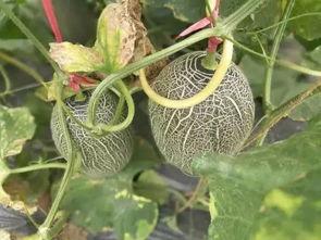 喜欢吃哈密瓜的瓜,探寻瓜中佳品的美味之旅