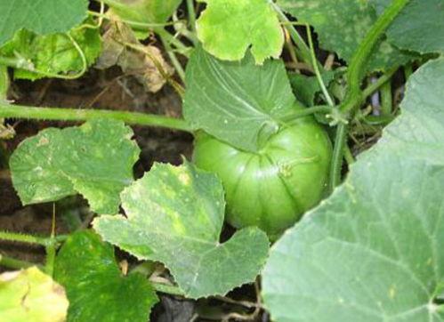 不熟吃瓜图片,网络热词背后的文化解读