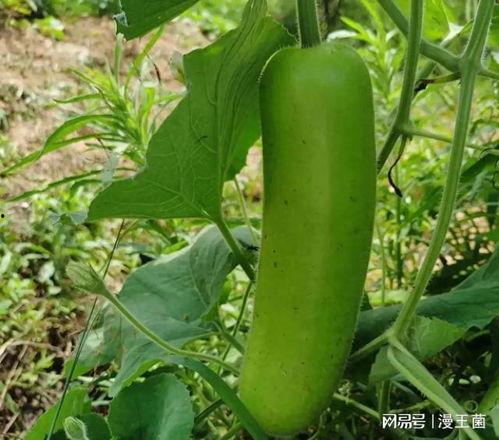 瓠子瓜苦能否吃,揭秘苦味瓜果的食用之谜