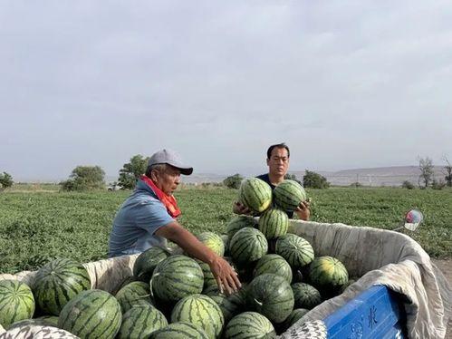 路旁吃瓜大爷图片,大爷悠闲吃瓜成风景