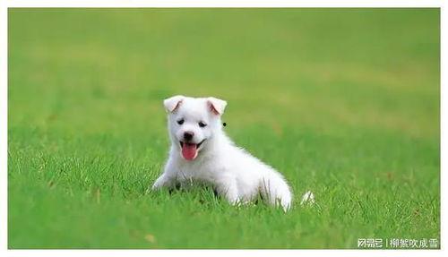 小狗吃瓜文案短句,小狗欢享夏日美味