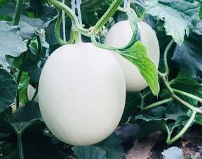 空调房里吃瓜文案