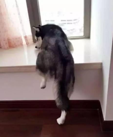 吃瓜群众发怒二哈,网友热议不断