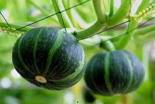 小红书吃瓜玫瑰,揭秘吃瓜玫瑰背后的故事与魅力