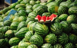 胖达 吃瓜,胖达的瓜田奇遇记