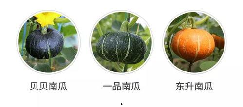 新瓜在线吃,畅享云端美食新体验