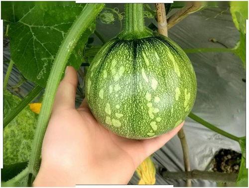 小乳瓜直接吃,直接品尝的小乳瓜美味之旅