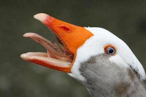 鹅吃大瓜,鹅戏瓜间乐逍遥