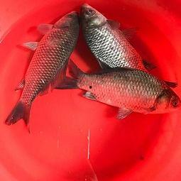 鲫吃瓜什么,一场味蕾的盛宴