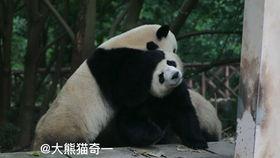 小熊呀吃瓜,揭秘瓜界萌宠的甜蜜生活