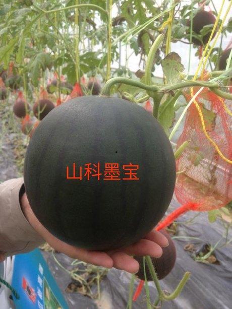 吃瓜黑科神器,轻松掌握网络热点，畅享娱乐盛宴