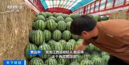 卡诺吃瓜造景,揭秘瓜界奇观背后的故事