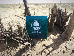 绿洲世界吃瓜在哪,揭秘吃瓜圣地，畅享夏日清凉时光